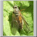 Rhagio vitripennis- Schnepfenfliege w02.jpg